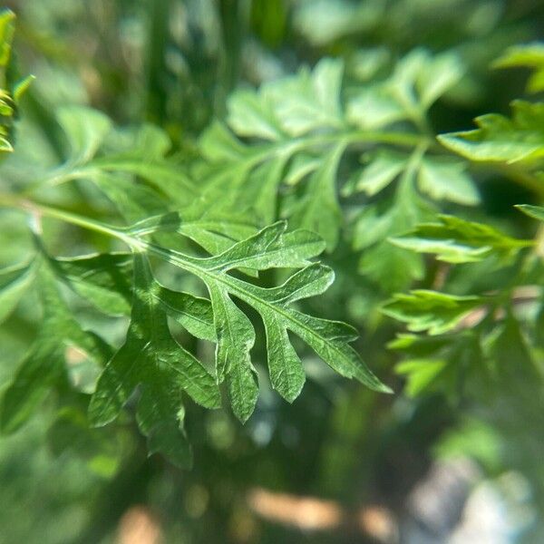 Bidens bipinnata Leaf