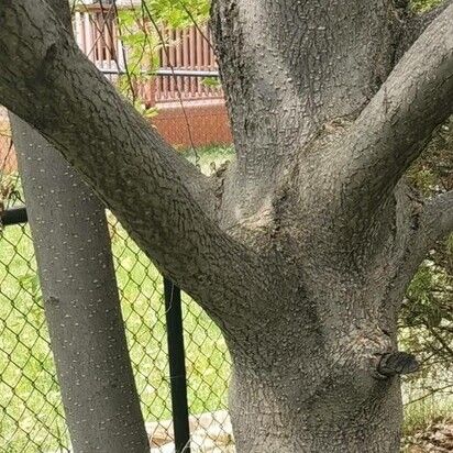 Syringa vulgaris Bark