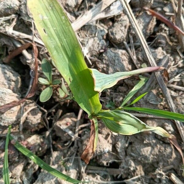 Panicum miliaceum 果實