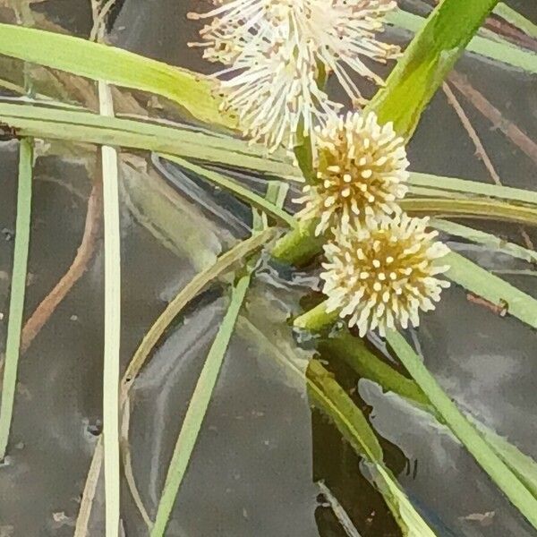 Sparganium angustifolium Flower