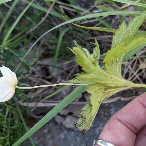 Anemonastrum canadense Elinympäristö