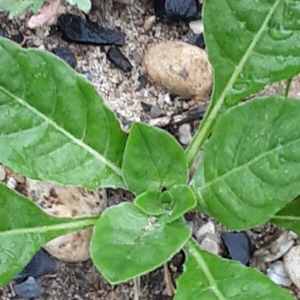 Nicotiana rustica Leaf