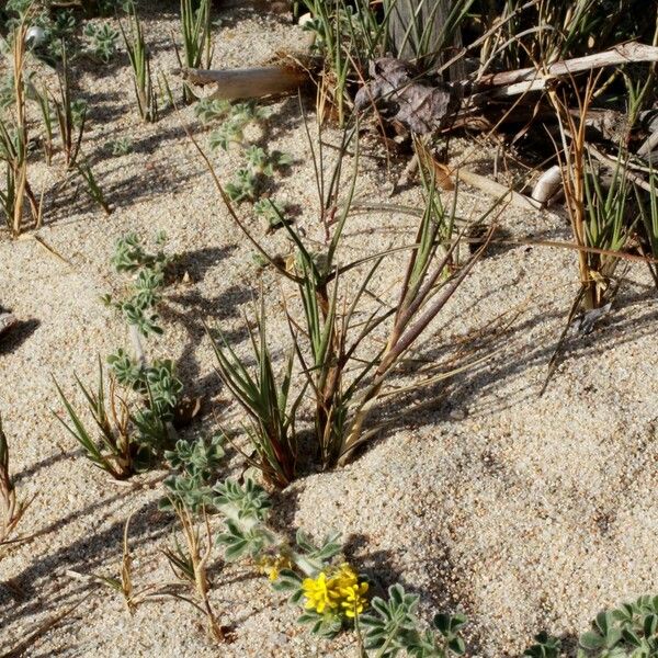 Sporobolus pungens Habit