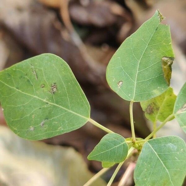 Triadica sebifera Leht