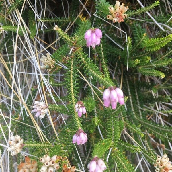 Erica tetralix Flower