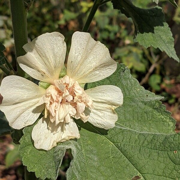 Alcea rosea Kwiat