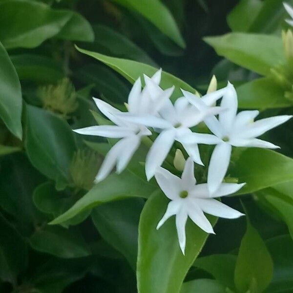 Jasminum multiflorum Blomst