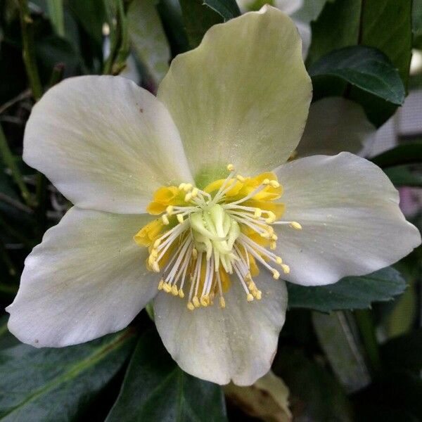 Helleborus niger 花