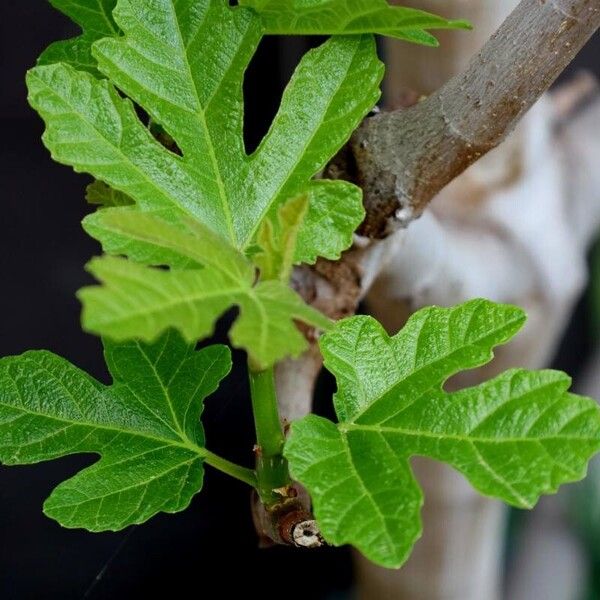 Ficus carica Leaf