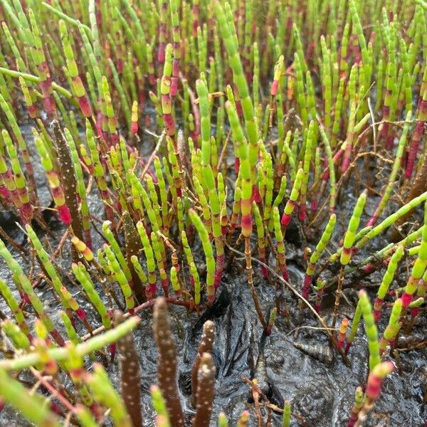 Salicornia bigelovii Листок