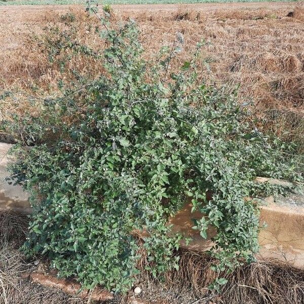 Solanum nigrum Habit
