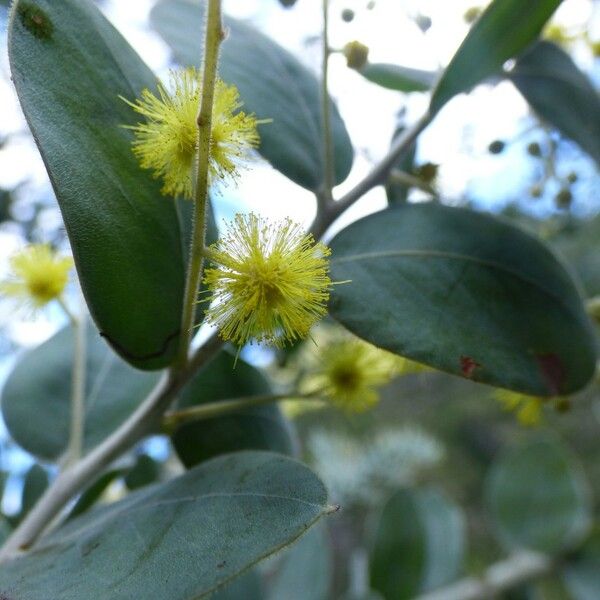 Acacia podalyriifolia फूल