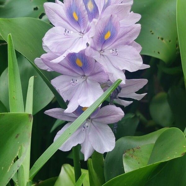 Pontederia crassipes Цветок