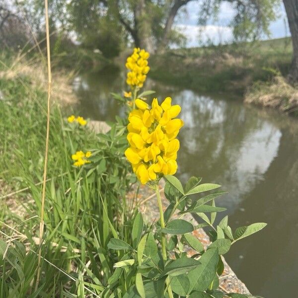 Crotalaria micans Flower