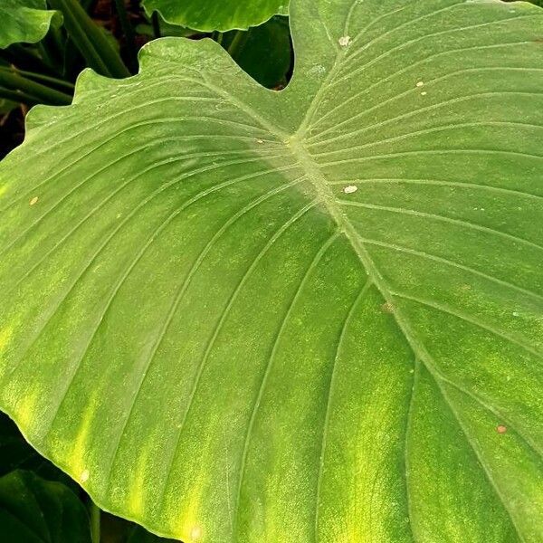 Colocasia esculenta Frunză