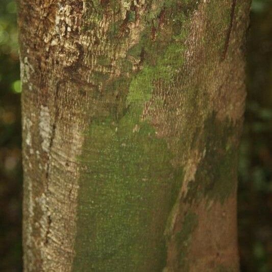Protium cuneatum 树皮