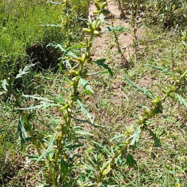 Xanthium spinosum ᱛᱟᱦᱮᱸ