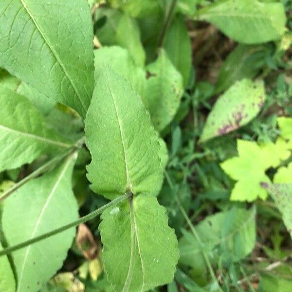 Knautia dipsacifolia Blatt