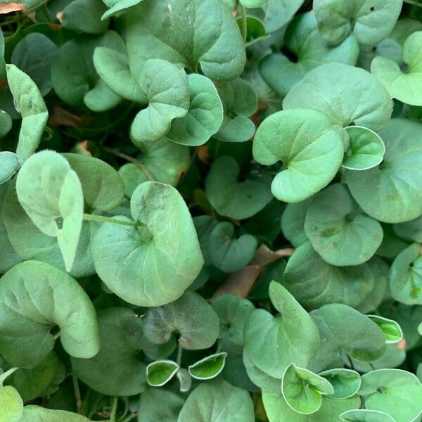 Dichondra micrantha Leaf