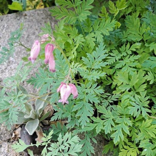 Dicentra formosa List