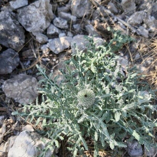 Cirsium undulatum Flower