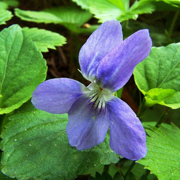 Viola riviniana 花