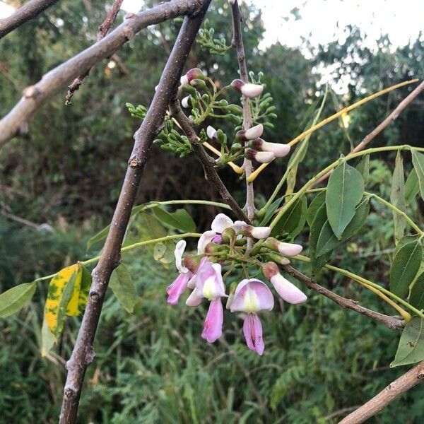 Gliricidia sepium Blüte