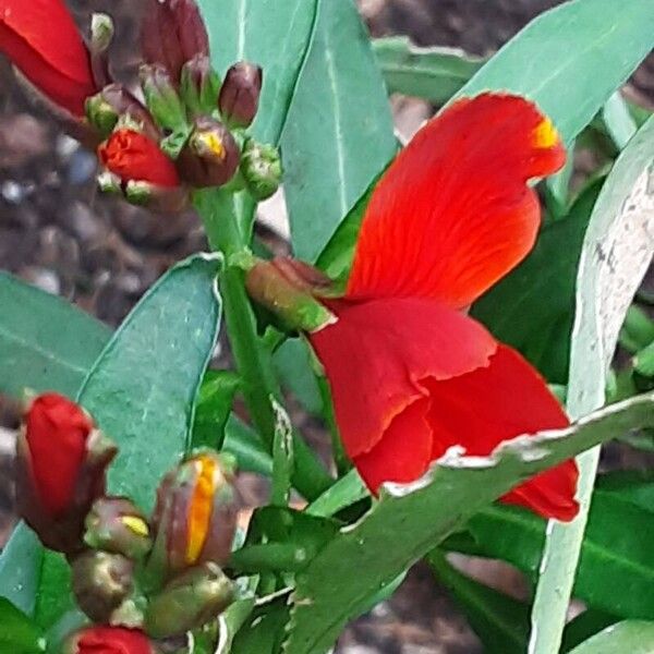 Erysimum × cheiri Blomst