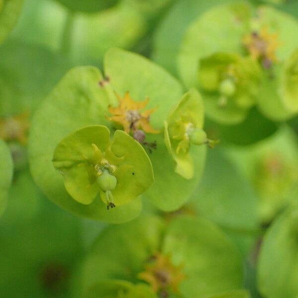 Euphorbia amygdaloides Kukka