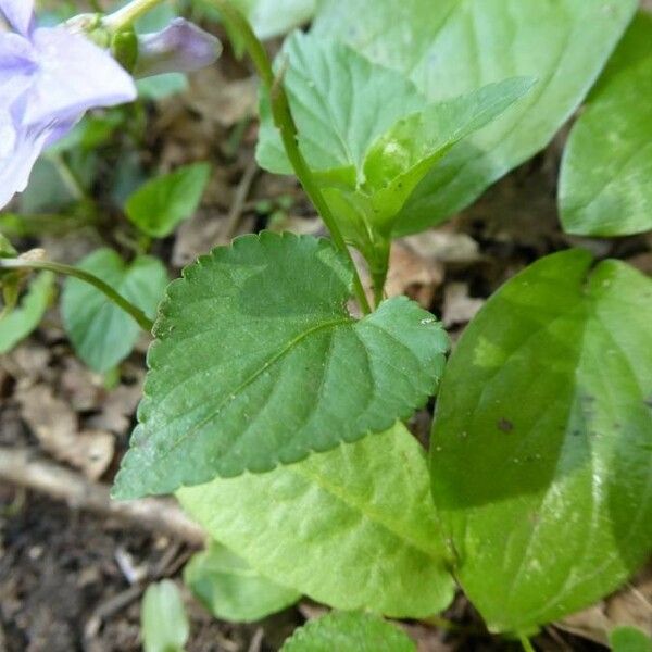 Viola reichenbachiana 葉