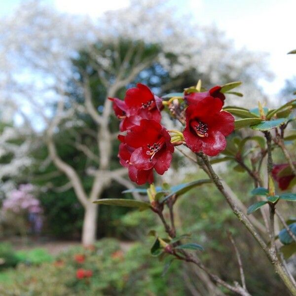 Rhododendron sanguineum Õis
