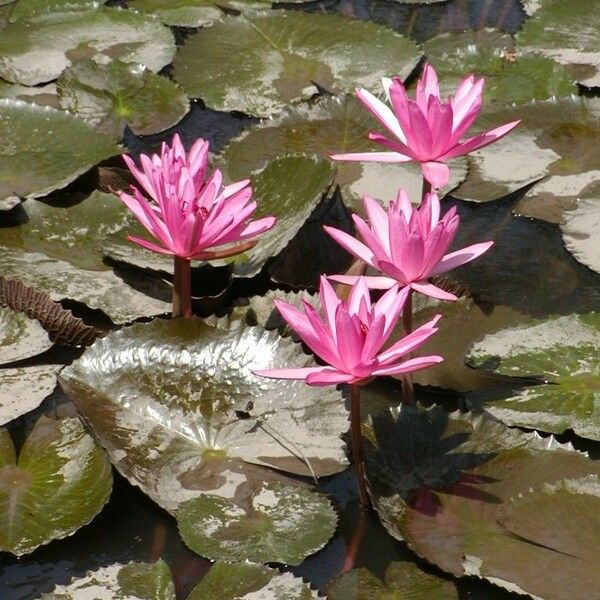 Nymphaea rubra Blomst