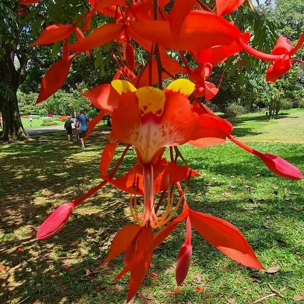 Amherstia nobilis Õis