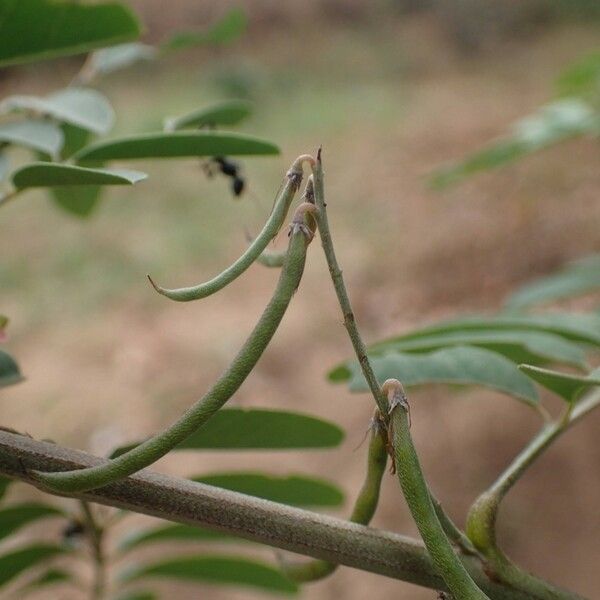 Indigofera suffruticosa Fruct