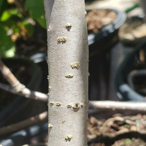 Aronia melanocarpa Φλοιός