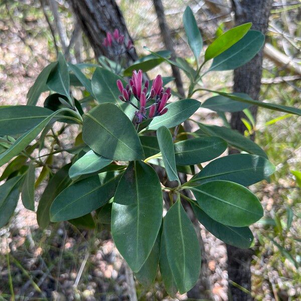 Psychotria gabrieliae Blatt