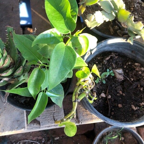 Passiflora ligularis Φύλλο
