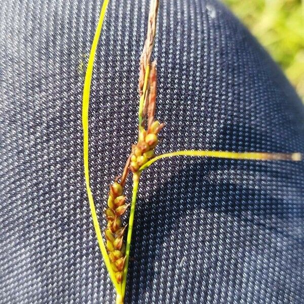 Carex distans Flower