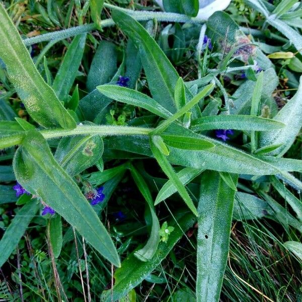 Anchusa officinalis Leaf