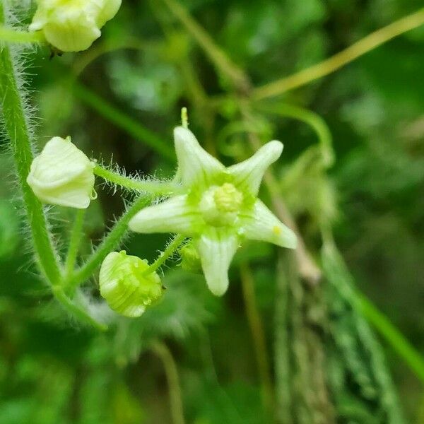 Sicyos angulatus 花