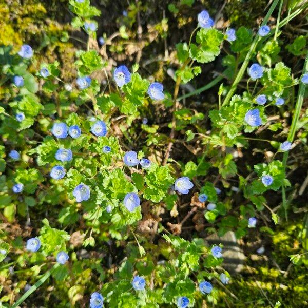 Veronica polita Flower