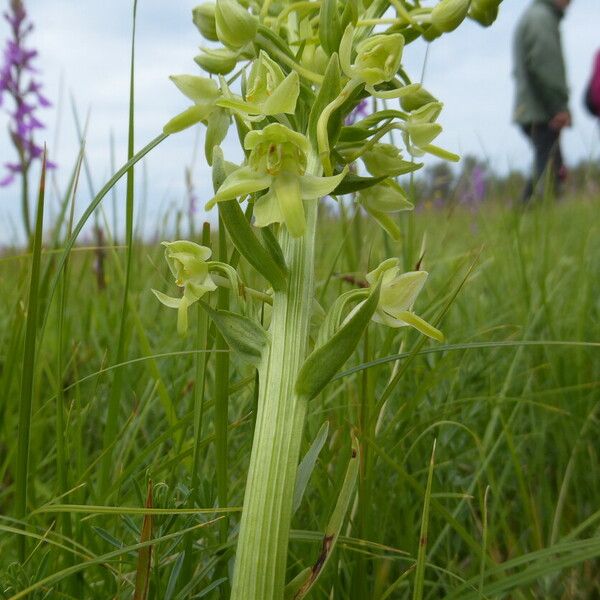 Platanthera algeriensis Corteza