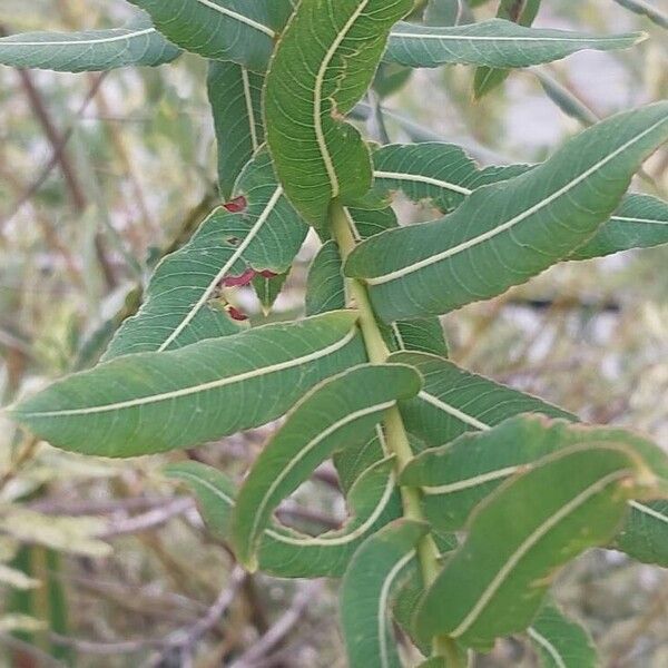 Salix purpurea Lehti