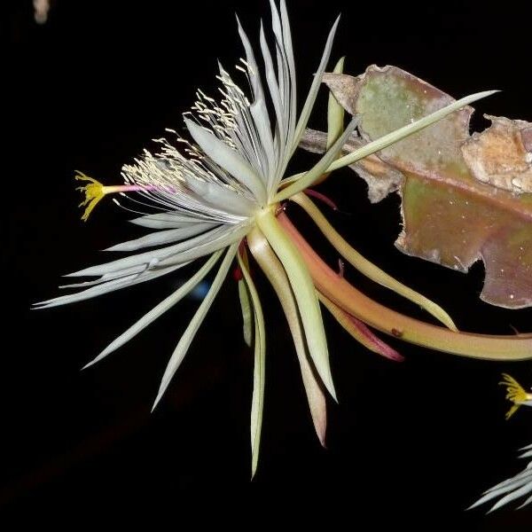 Epiphyllum hookeri Çiçek