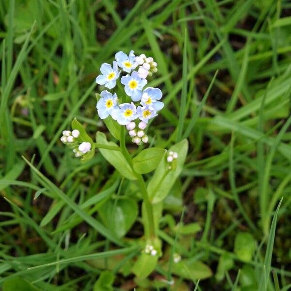 Myosotis scorpioides Flor