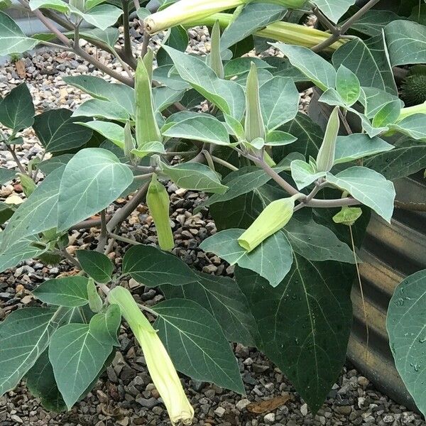 Datura innoxia Blomma