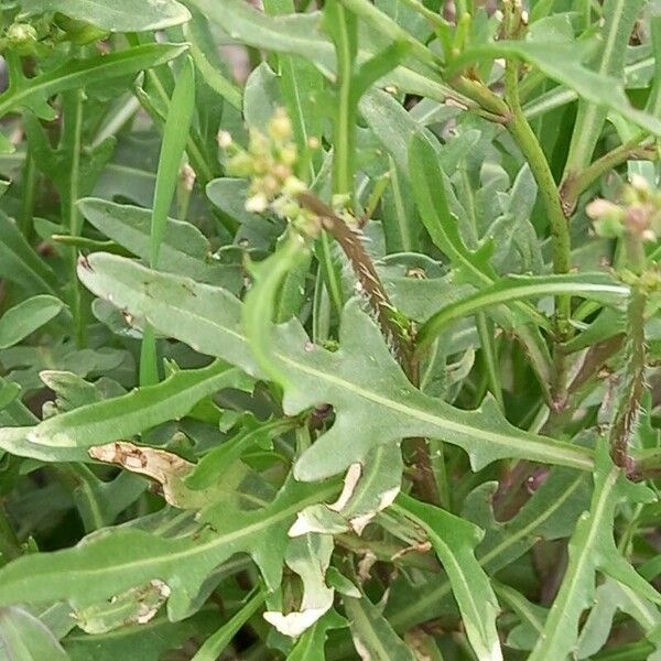 Diplotaxis tenuifolia Folha