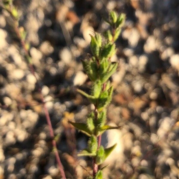 Odontites viscosus Leaf