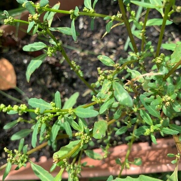 Oxybasis glauca Flower