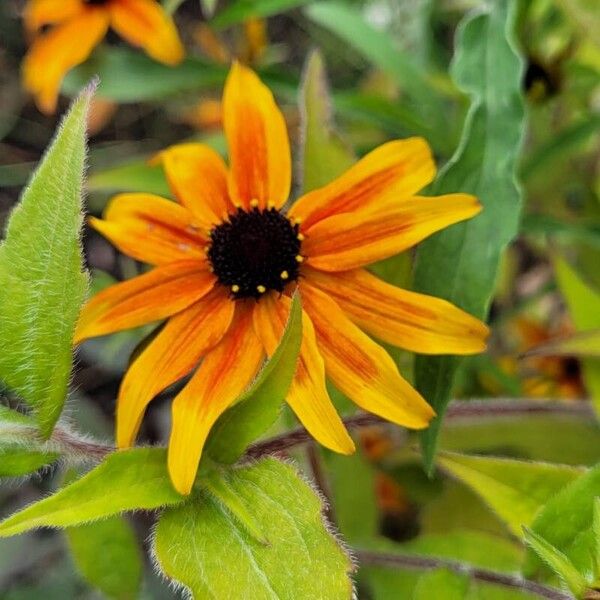 Rudbeckia triloba Кветка